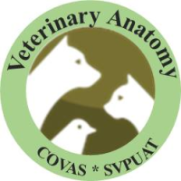 Learn Veterinary Anatomy
